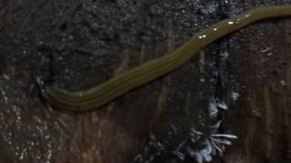 MAH01378  Hammerhead Flatworm, taken 2 August 2016