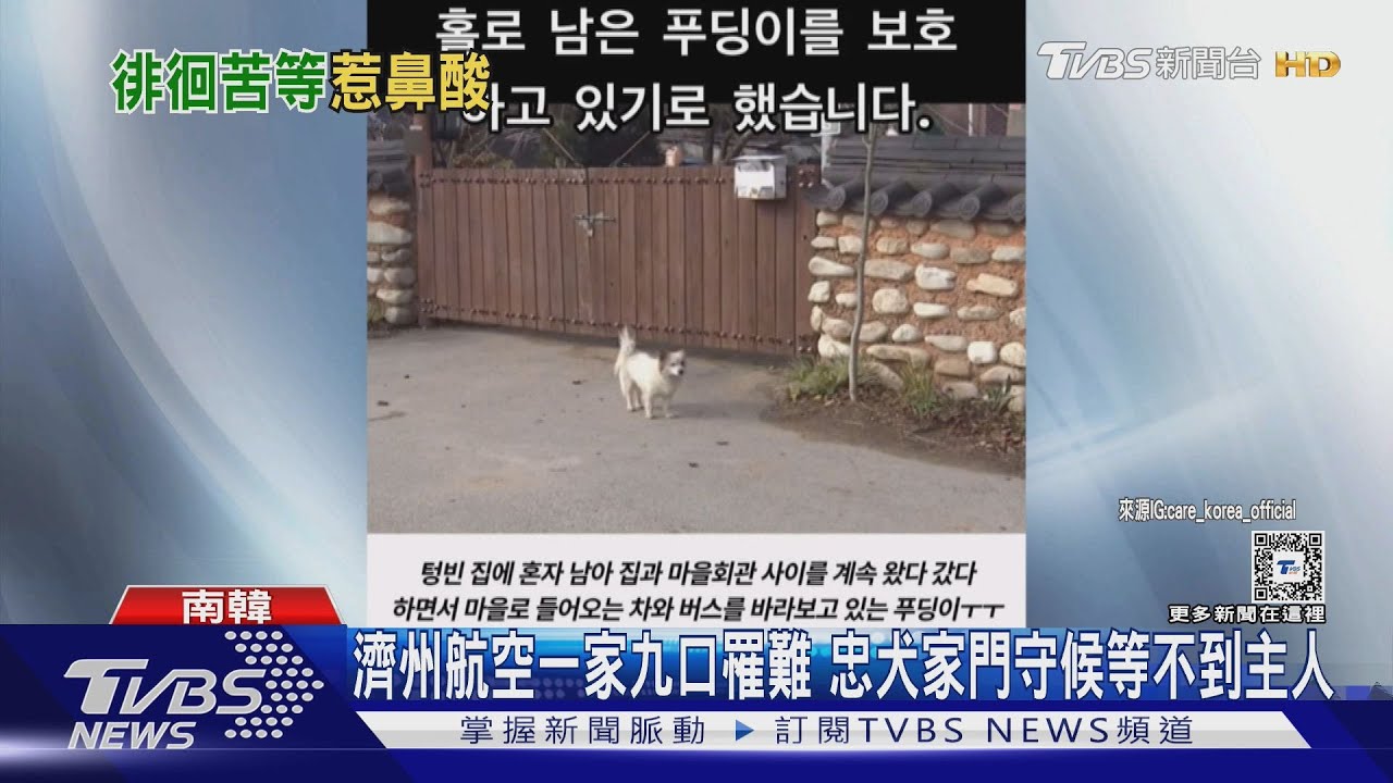 濟州航空一家九口罹難 忠犬家門守候等不到主人