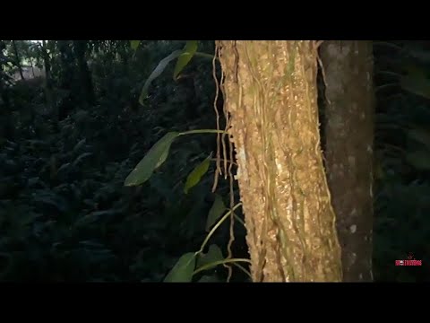 FOMOS ATRÁS DA CRIATURA DO CÓRREGO /PARTE 01