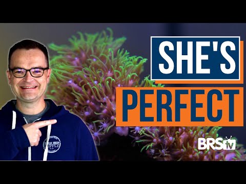 Matthew’s Coral Picks for Reef Tank Beginners! EP: 43a