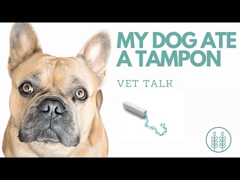 YouTube video about: What happens if a dog eats a pad?
