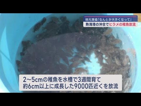 YouTube Video 「最近不漁でヒラメの水揚げがあまりない」静岡・熱海港の沖合でヒラメの稚魚が放流