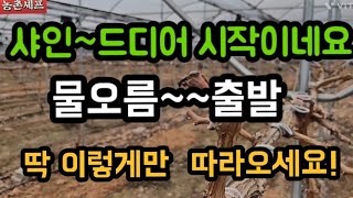 @샤인포도물오름 @대형시설비닐하우스 @농사재배기술인력귀농귀촌한해시작셰프쉐프