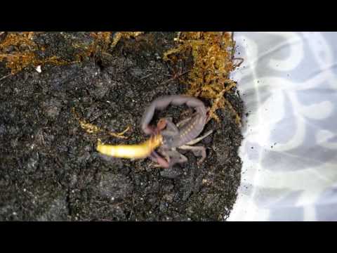 Scorpion vs meal worm!