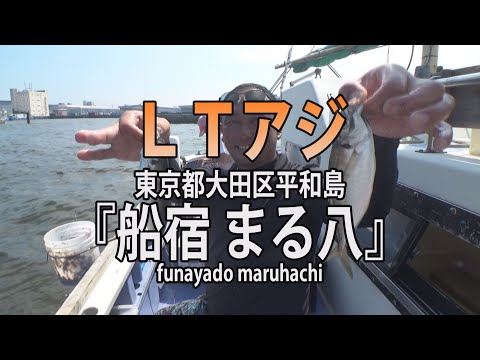 東京湾の“金アジ”！良型中心に数も楽しめる！ | 釣りビジョン マガジン | 釣りビジョン