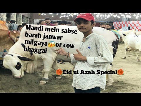 Manndi mein big bull Milgaya😱or Janwar bhaggaya | Eid Ul Azah