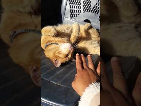Garfield enjoying Sunbaking in summer day