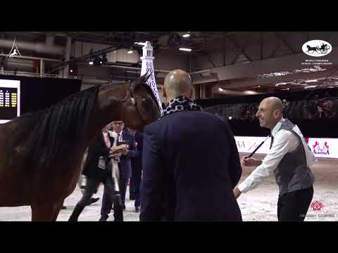 N 53 RSHEDIAH ALKHASHAB   World Arabian Horse Championship 2022   PARIS   Senior Mares Section A Cla