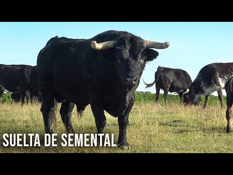 EL TORO BRAVO Y Todo el Trabajo Que Hay En Una Ganadería de Toros Bravos