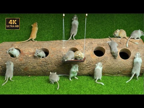 Cat TV 🐾 Mice Hide and Seek and Play on Wooden Swing | Cat TV for cats to watch | 8 hour 4K