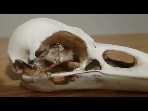 RAVEN SKULL: Quick talk on Corvid skull anatomy!