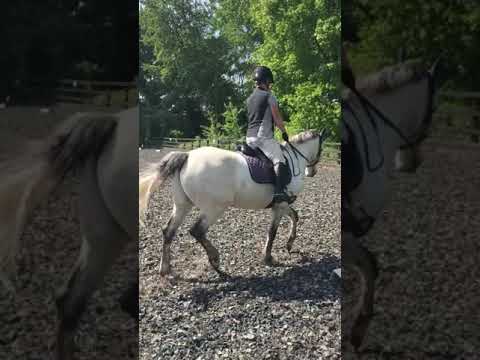 Louise Hickman & Heavenly Star - BE90 Dressage Test 96 May 2020