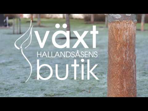 Växtdagboken - Del 4 - Gnagskydd