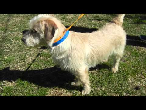 Patrick Williams, an adopted Terrier in Houston, TX_image-1