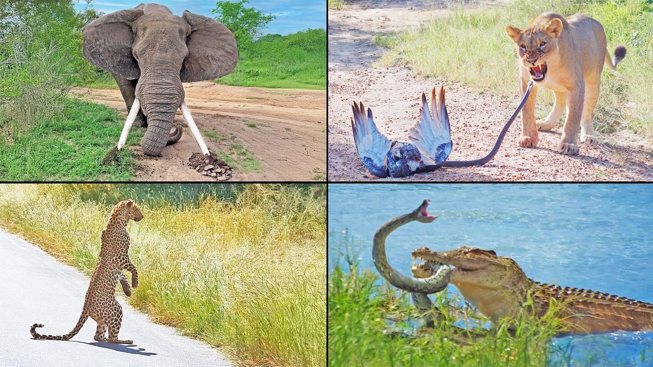 When Animals Stunned Us in 2025