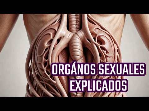 TODOS los Órganos Sexuales Humanos, Explicados.