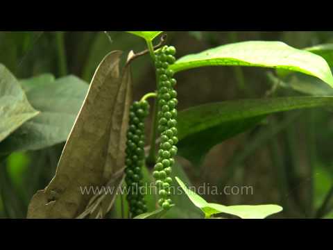 Unripe drupes of Black Pepper (Piper nigrum) in Karnataka
