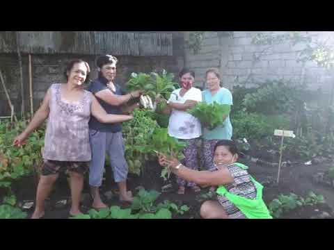 We also want greens in our meals: community gardens in the Philippines | International Institute for Environment and Development