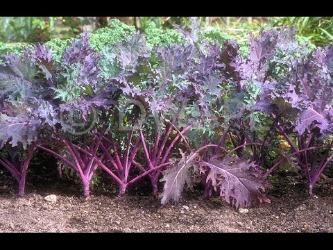 download lagu mp3 mp4 Red Russian Kale Nutrition, download lagu Red Russian Kale Nutrition gratis, unduh video klip Red Russian Kale Nutrition