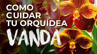 Como cuidar tu Orquídea Vanda, Todo lo que debes saber