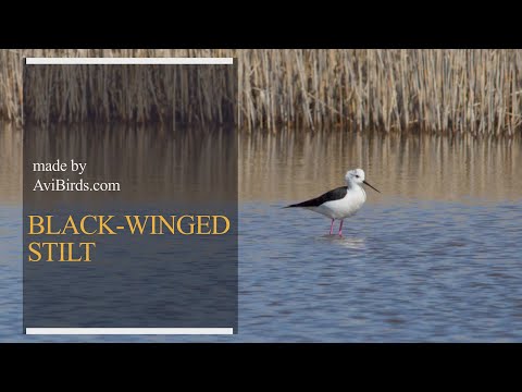Šiatik červenonohý (Himantopus himantopus) — Black-winged Stilt základné fakty o druhu