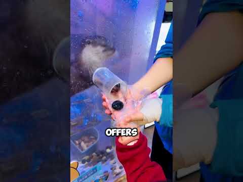 This Otter Gives You Gifts… But Only If You Like 😳🦦