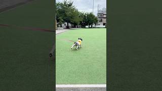 久しぶりに特技を披露するフレブル