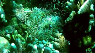 preview picture of video 'Bunaken Island Coral & Fish 1'