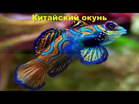 ТОП Самые красивые аквариумные рыбки. TOP most beautiful aquarium fish