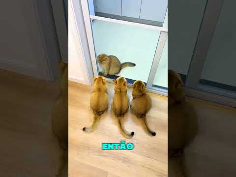 Esse gato falhou no teste de QI… mas passou no teste de fofura #effect