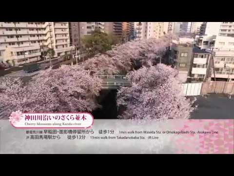Best Cherry Blossom Spots in Shinjuku～新宿区さくらのライトアップ～