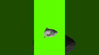 Download lagu green screen fish 🐠🐋🐟 #youtubeshorts mp3