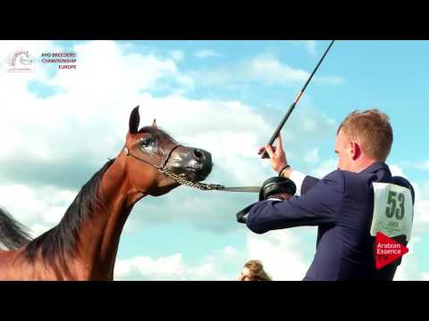 N.53 DS JAZZ - Chantilly 2017 European Breeders'Championship - Yearling Colts (Class 5B)