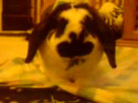 Fluffee n Sooty How They Look 6 Months on