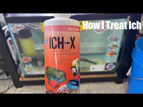How I Treat Ich