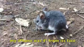 a brave field mouse in the wild