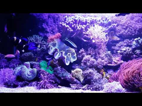 Akwarium morskie Myszków