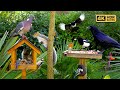 🔴 Cat TV for Cats to Watch 😸 Birds & Squirrels visit the Bird Tables 🕊️ TV for Cats Bird Videos