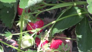 preview picture of video 'Strawberry Season 2013 at Leisure Farms'