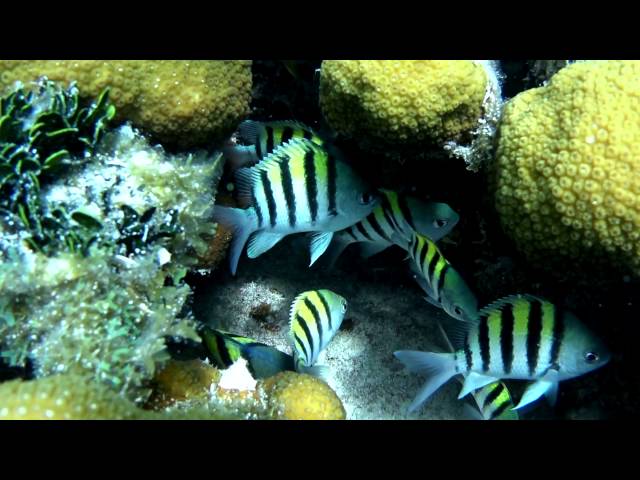 Dry Tortugas / Snorkeling the Florida Keys!