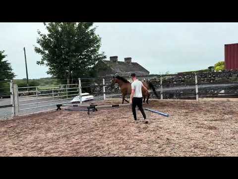 4 year old half sister to 155 horse - Image 2