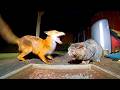 Angry Cats Vs Wild Animals
