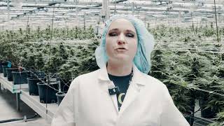 Trulieve Seed Origins | Roll One C99 – Camp Verde, AZ