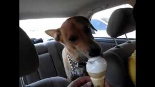 preview picture of video 'Rex, The Indian Dog, eats an Ice Cream Cone'