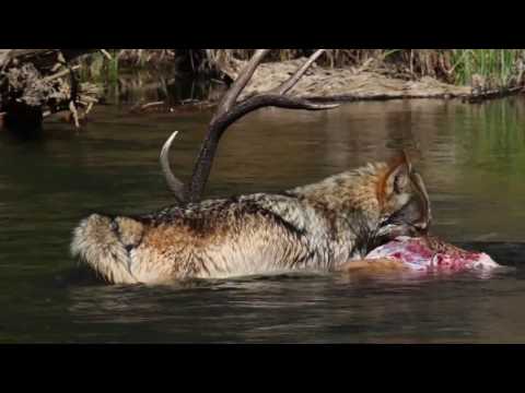 Big Game Forever on the Outdoor Channel   Wolf Proliferation