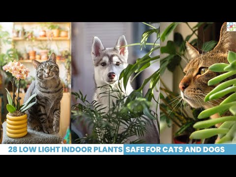 28 Low Light Indoor Plants Safe for Cats and Dogs | Pet Safe Plants  #petsafe
