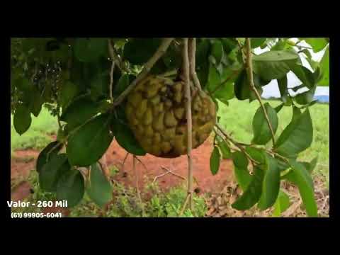 A Venda Chácara escriturada - Vila Boa GO