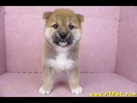 01/11赤色柴犬母幼犬1號(花蓮吉安)