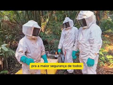 Fotógrafo em aventura em apiário de abelhas com ferrão em Esperantina Tocantins