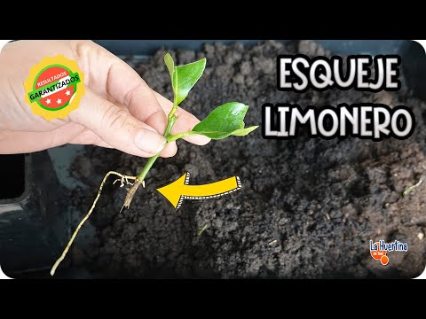 Como Reproducir LIMONERO 🍋 por ESQUEJE Paso A Paso Con EXITO 🍀 || La Huertina De Toni